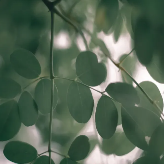 Le Moringa contient-il de la caf&eacute;ine ?